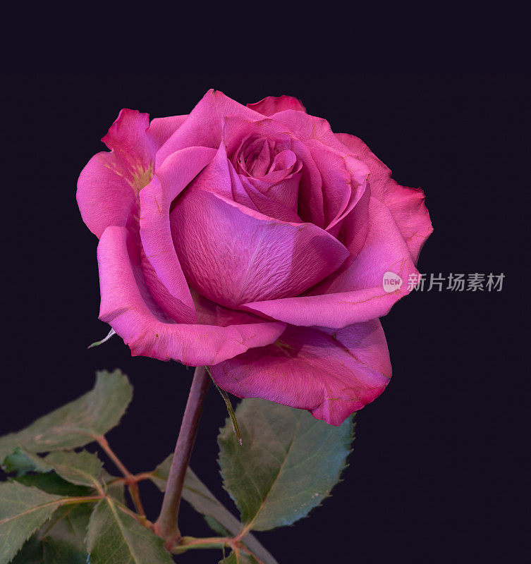 颜色fine art静物宏观的一个单独的暗粉色玫瑰花与绿叶在复古绘画风格在深蓝色的背景